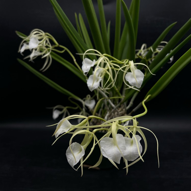 plant image 1648891