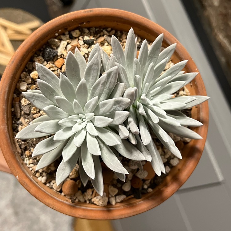 Plant image Dudleya Virens ssp.Hassei