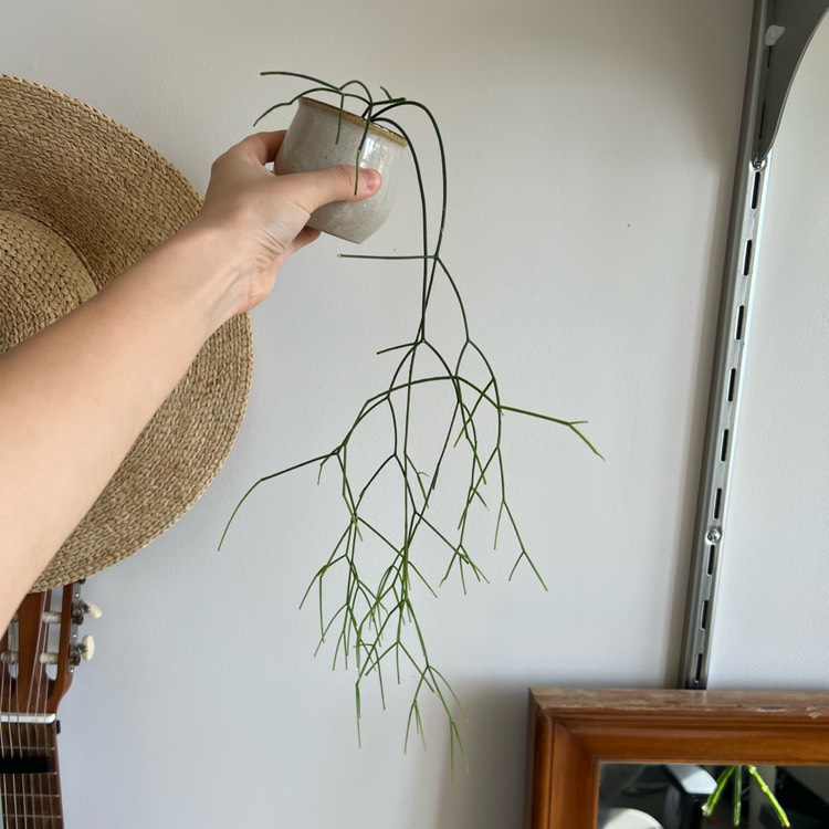 Plant image Rhipsalis burchelli