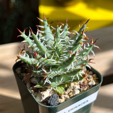 Aloe Erinacea