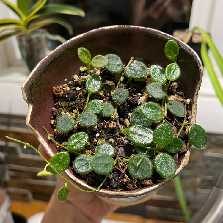 Plant image Hoya Serpens