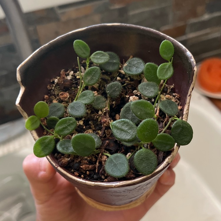 Plant image Hoya Serpens