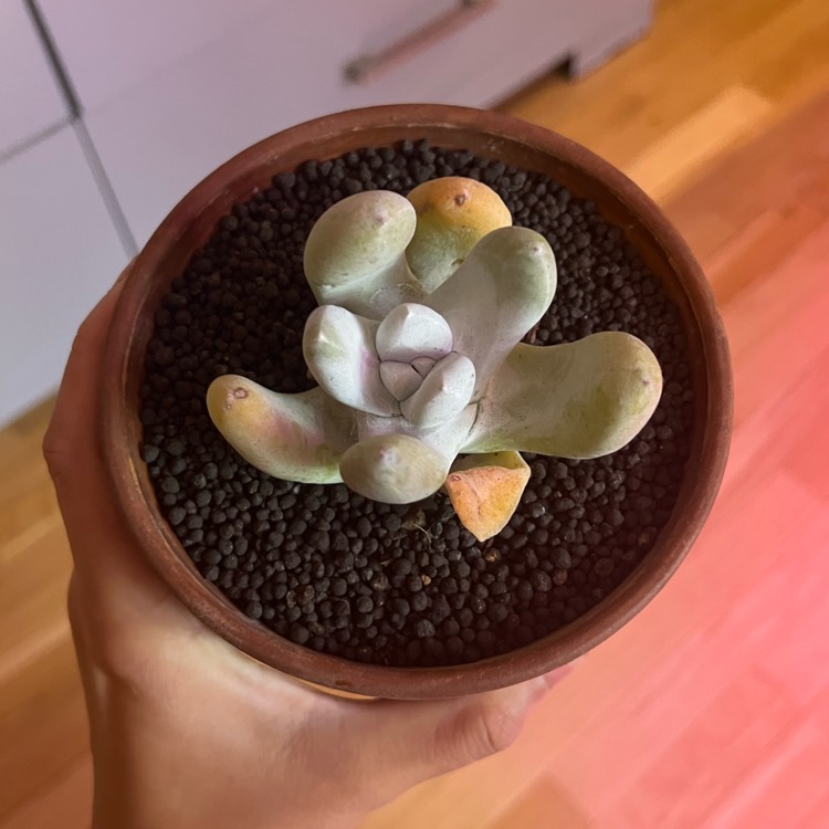 Plant image Dudleya pachyphytum