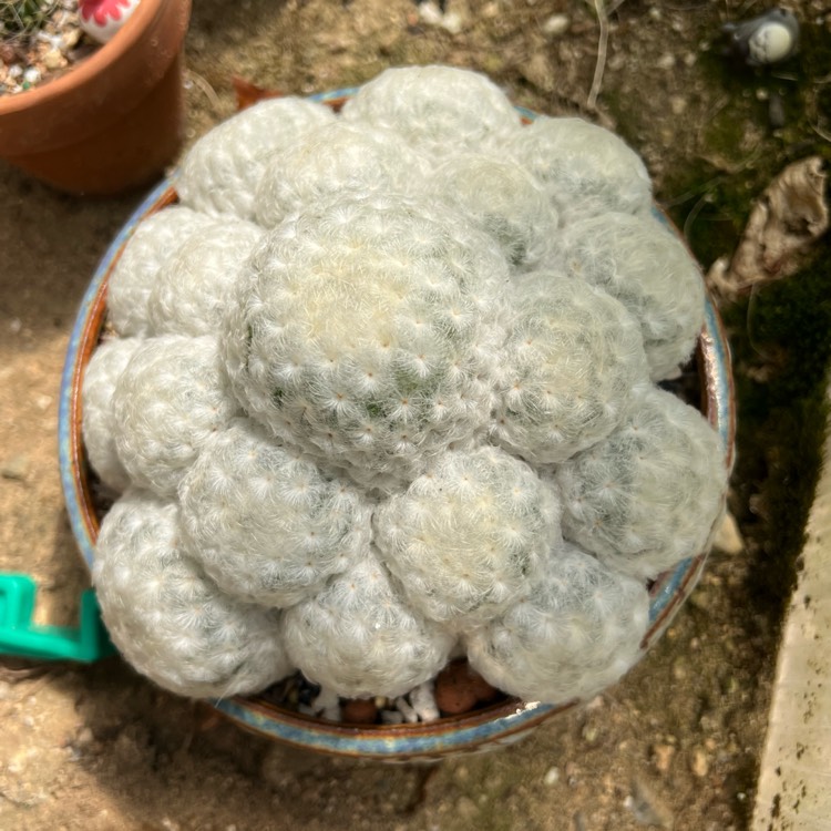 plant image 1684825