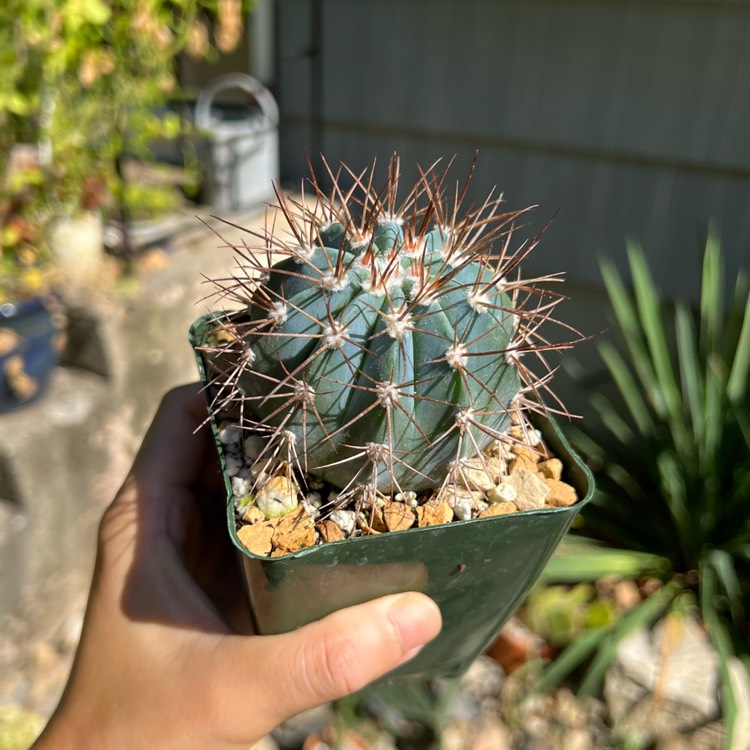 Plant image Melocactus azureus