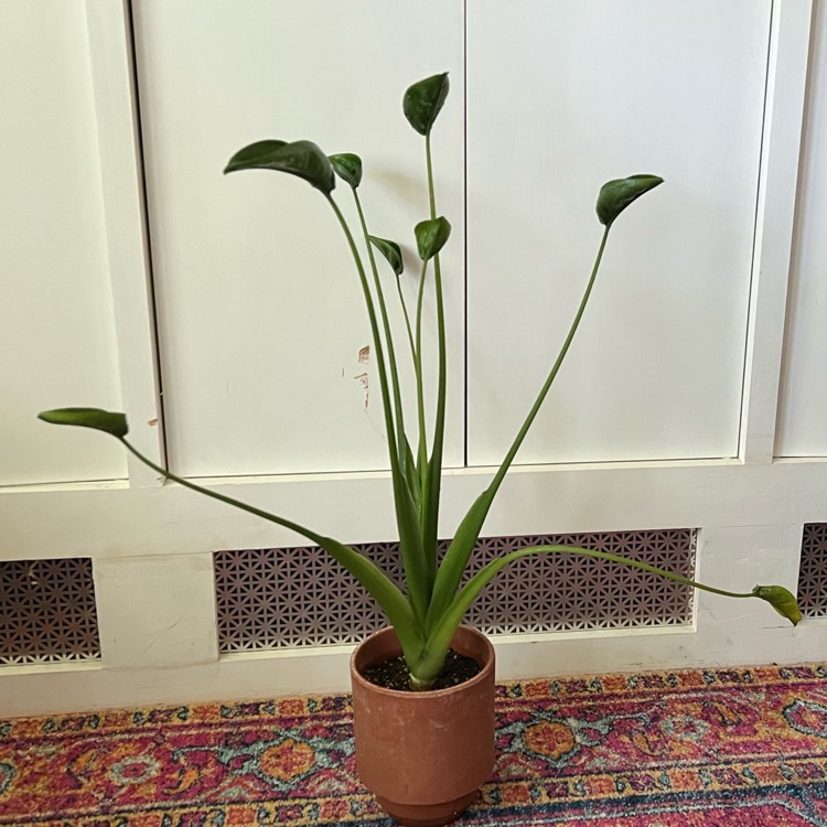 plant image 1687926