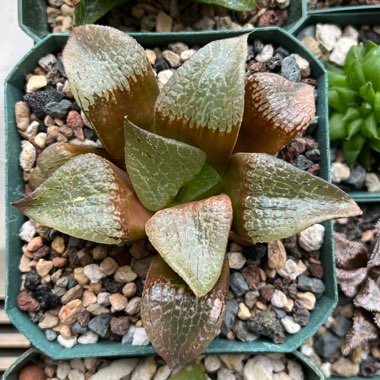 Haworthia 'T-Rex Toes”