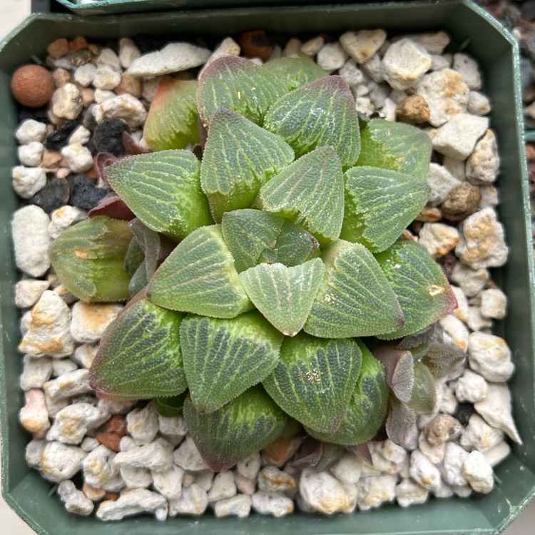 plant image 1688361