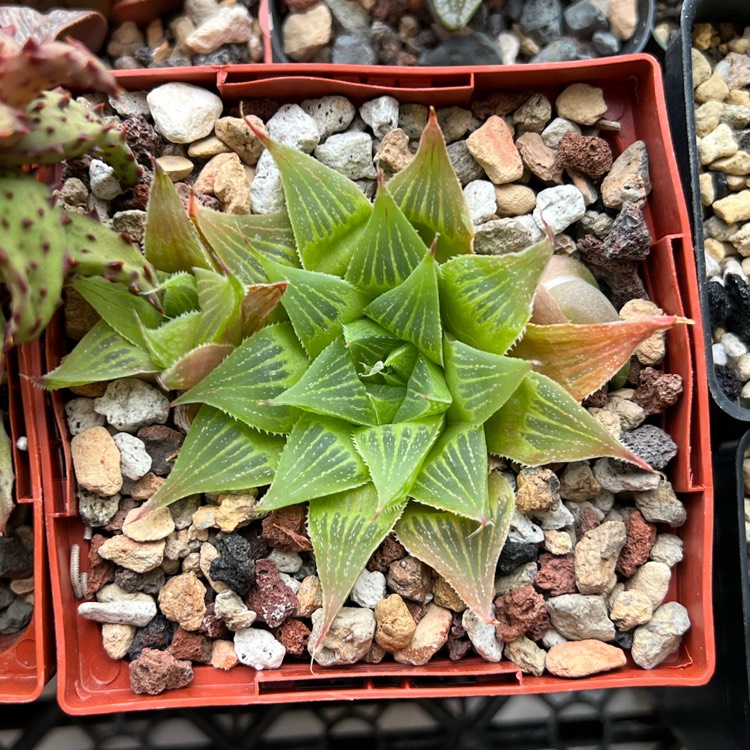 Plant image Haworthia cooperi Var. 'Cooperi'