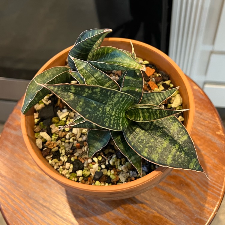 plant image 1688490