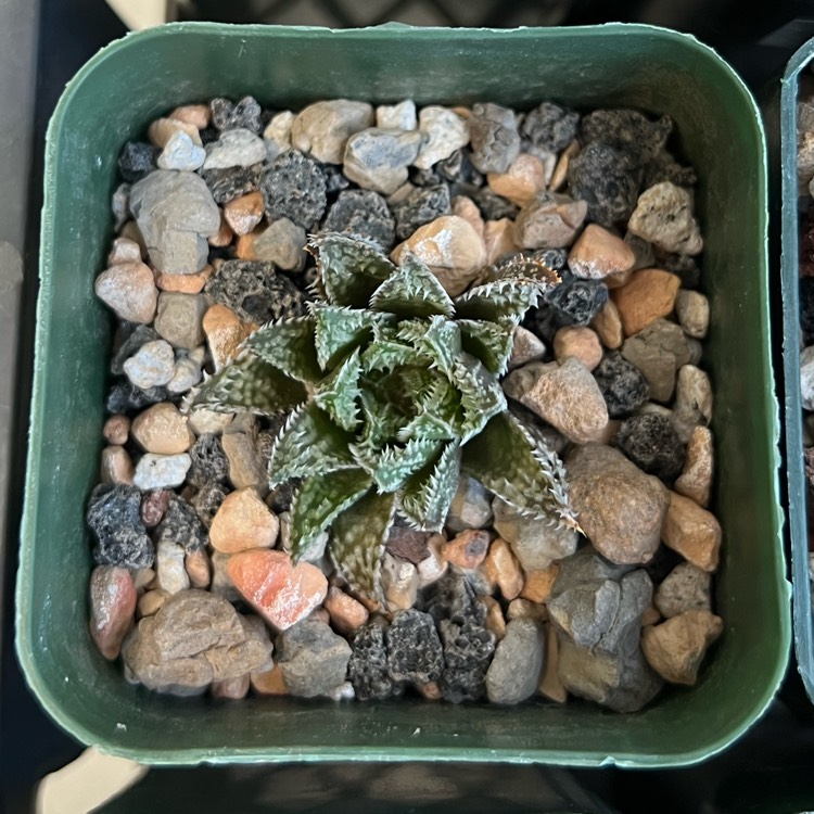 Plant image Haworthia herbacea