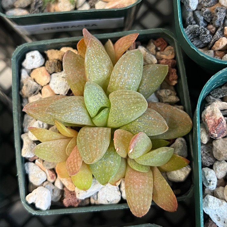 plant image 1689110