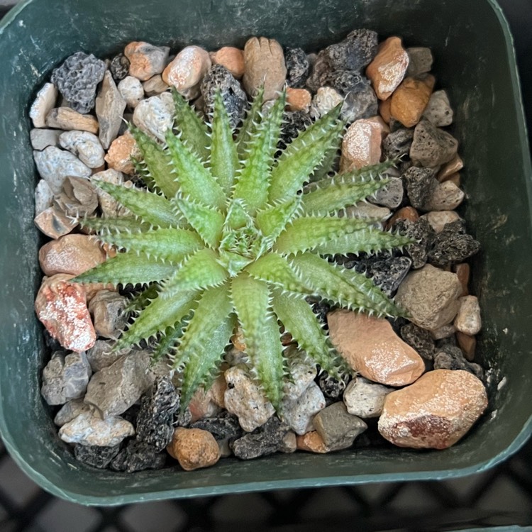 Plant image Haworthia herbacea