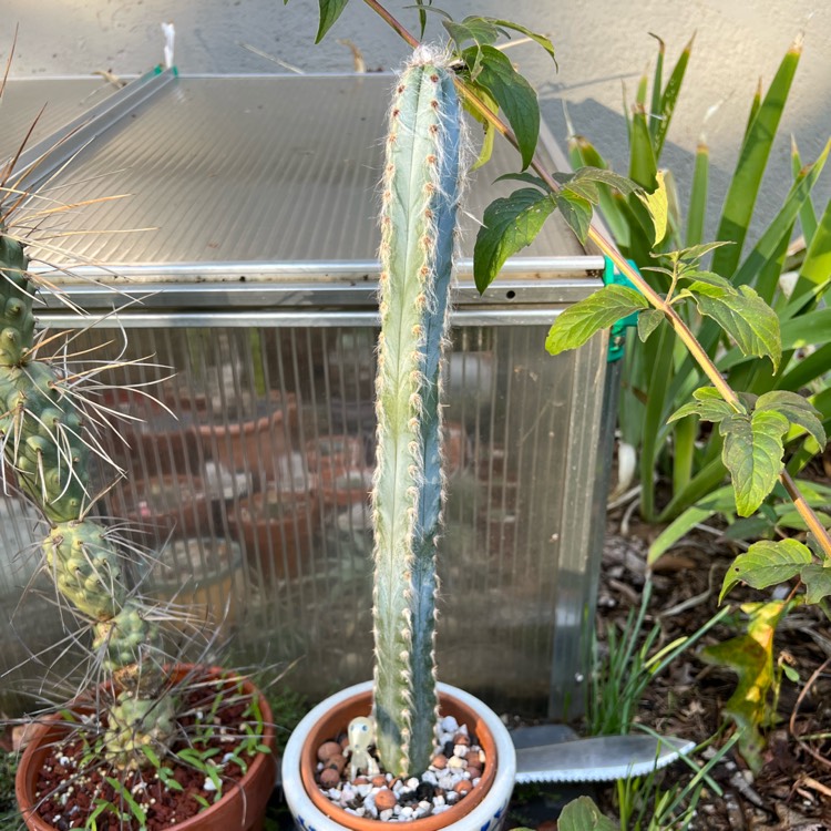 Plant image Cephalocereus palmeri