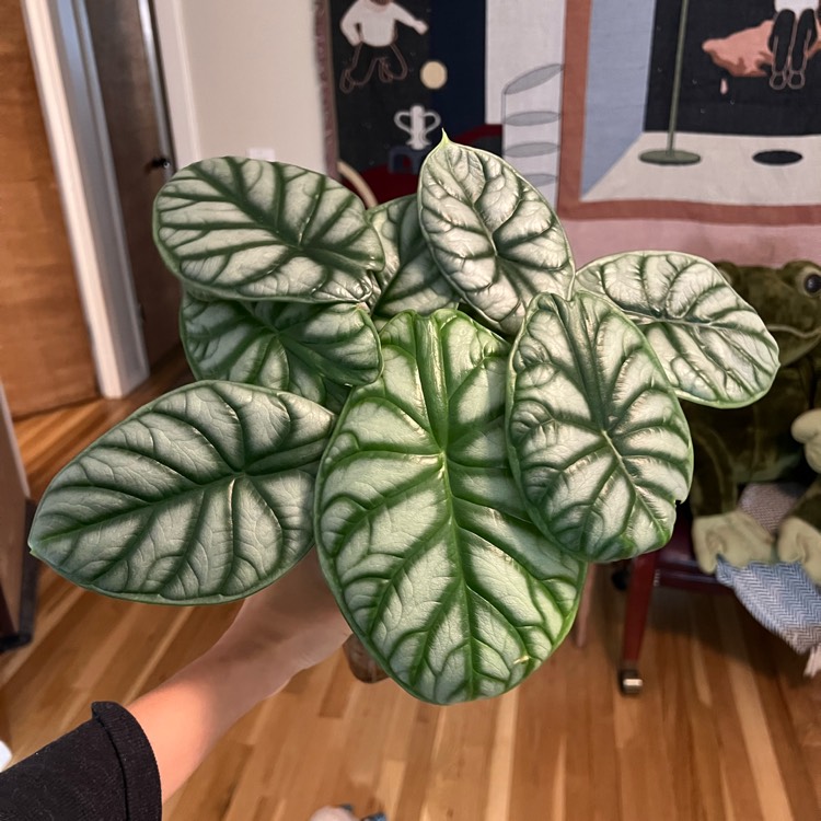 Plant image Alocasia 'Silver Dragon'