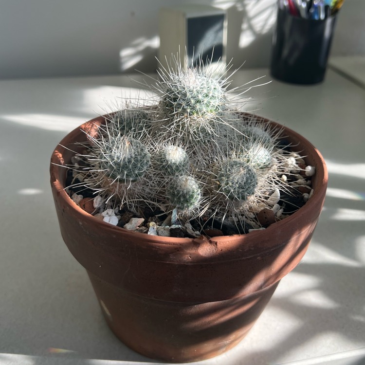 Plant image Mammillaria geminispina