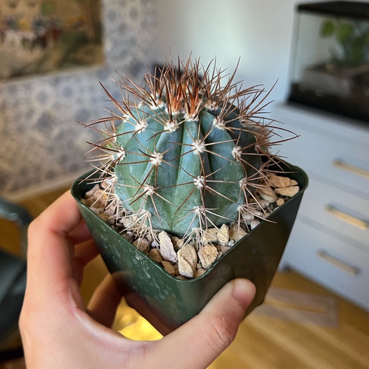 Plant image Melocactus azureus