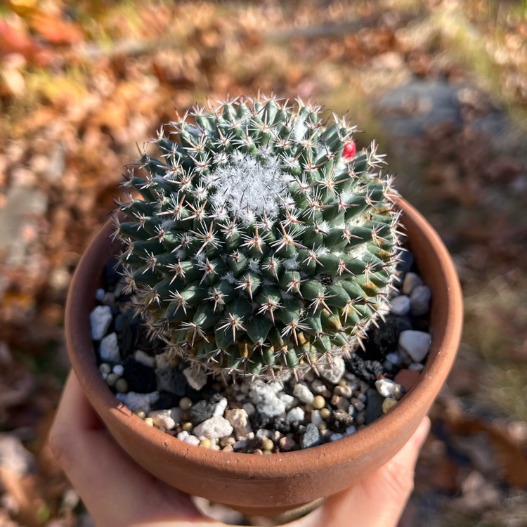 Mammillaria Brauneana Uploaded By Mauspad