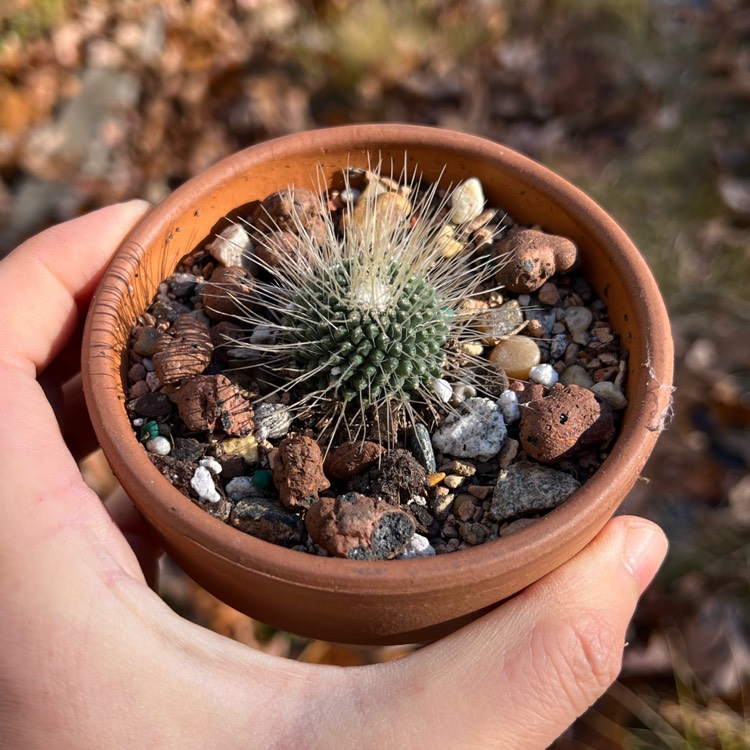 Plant image Mammillaria spinosissima 'Un Pico'