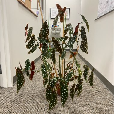 Begonia Maculata 'Wightii'