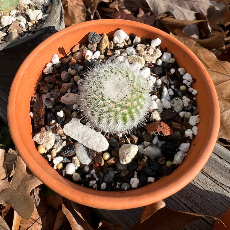 Plant image Notocactus succineus var. albispinus syn. Parodia scopa f. albiseta