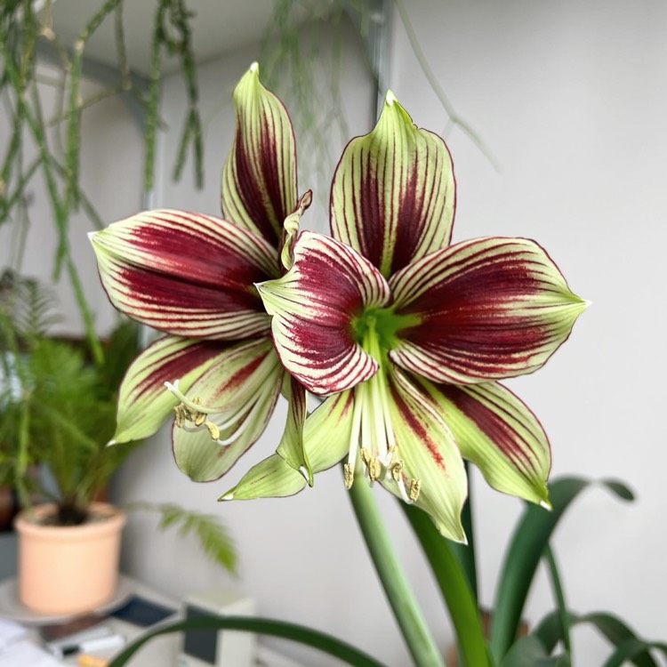 Plant image Hippeastrum papilio