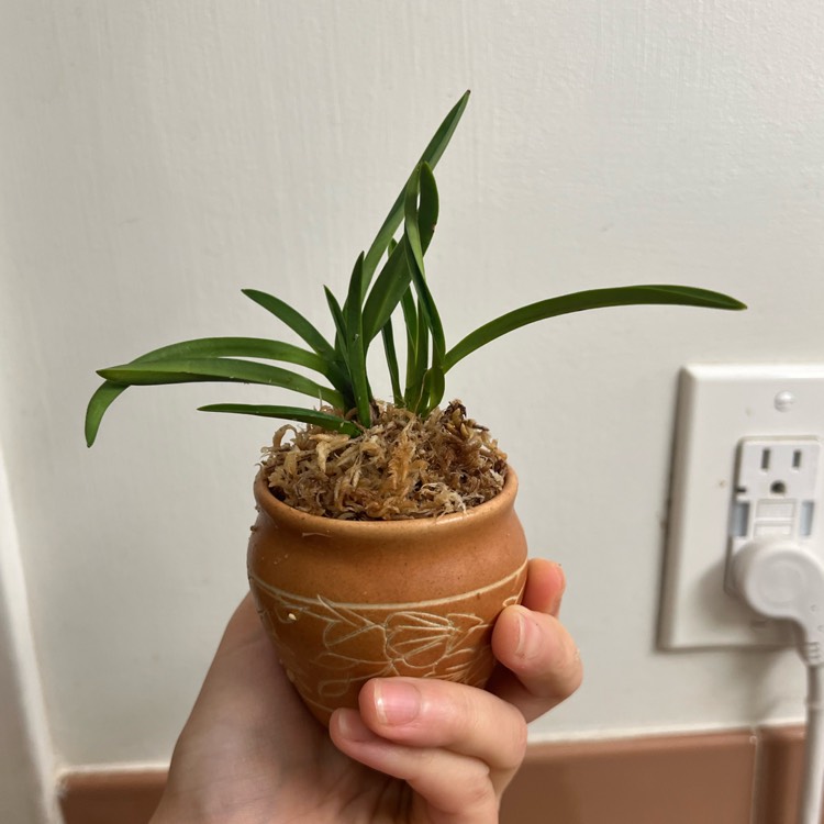 Plant image Vanda falcata syn. Neofinetia falcata