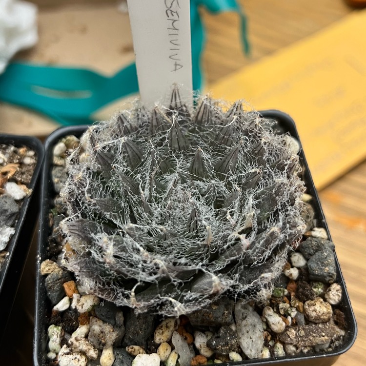 Plant image Haworthia semiviva