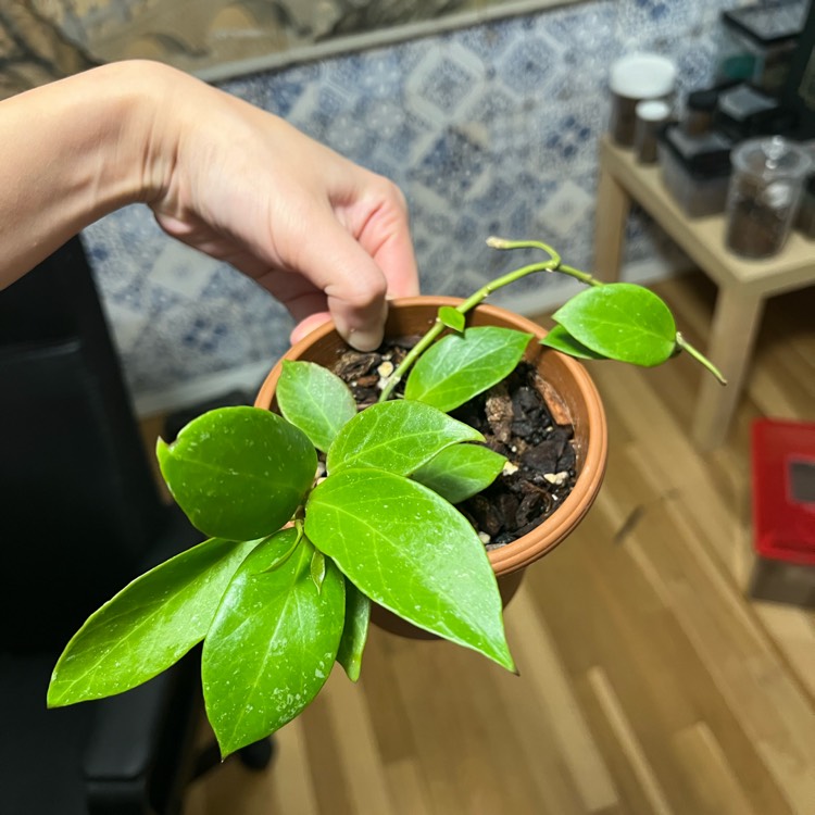 Plant image Hoya lacunosa var. pallidiflora X Hoya obscura