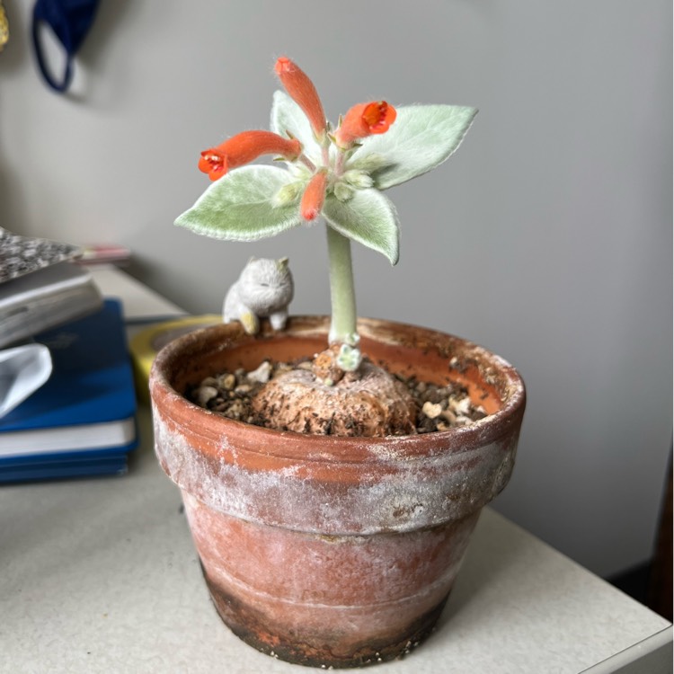 plant image 1711135