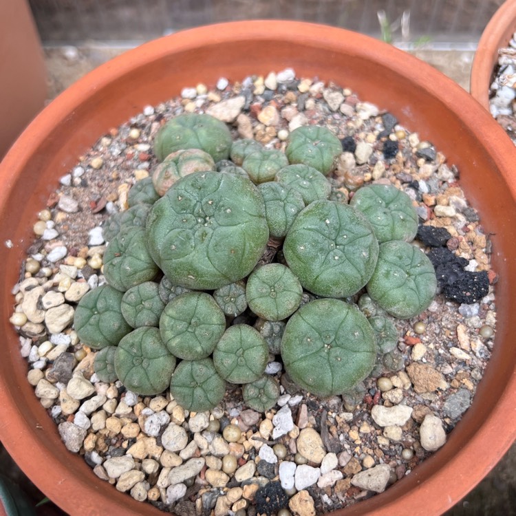 plant image 1714952