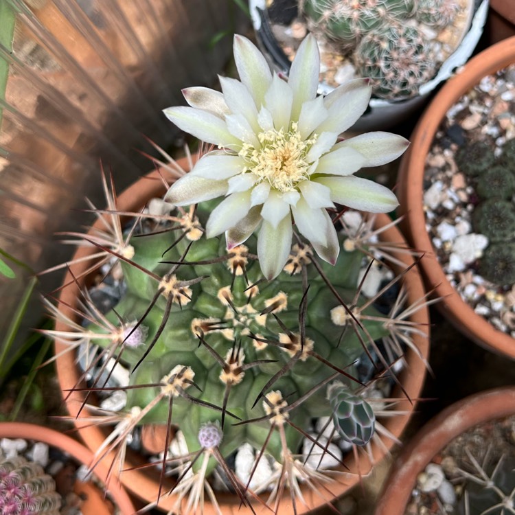 Plant image Gymnocalycium mihanovichii