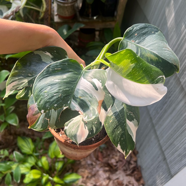 Plant image Philodendron White Wizard 