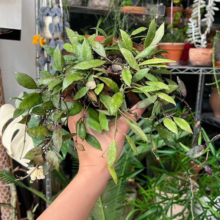 Plant image Hoya Lacunosa 'Royal Flush'