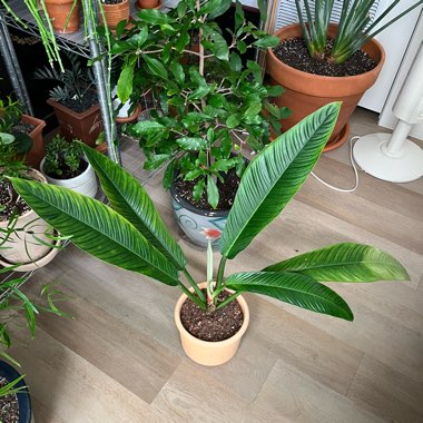 Philodendron campii