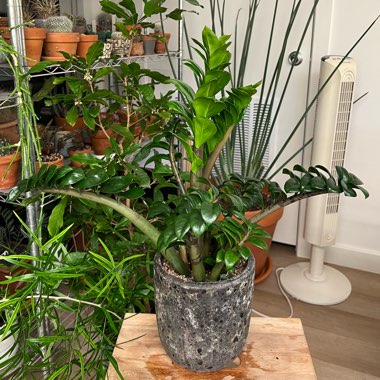 ZZ Plant 'Zenzi'