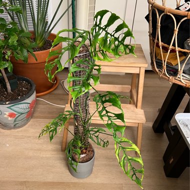 Monstera Obliqua 