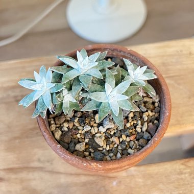 Dudleya 'White Sprite'