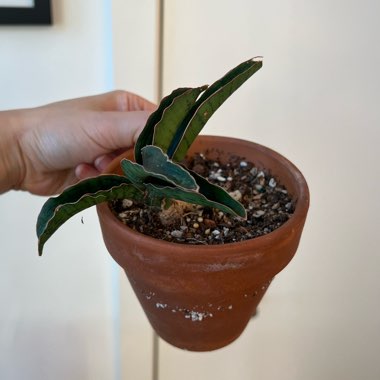 Snake Plant 'Cleopatra'