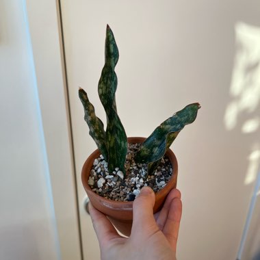 Sansevieria 'Kirkii Var Pulchra Coppertone'