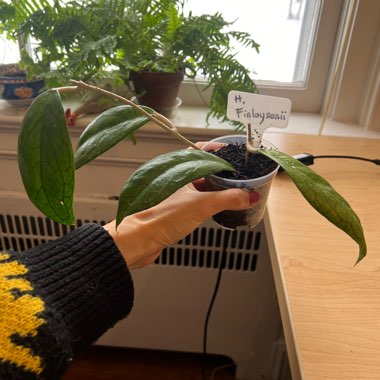 Hoya Finlaysonii