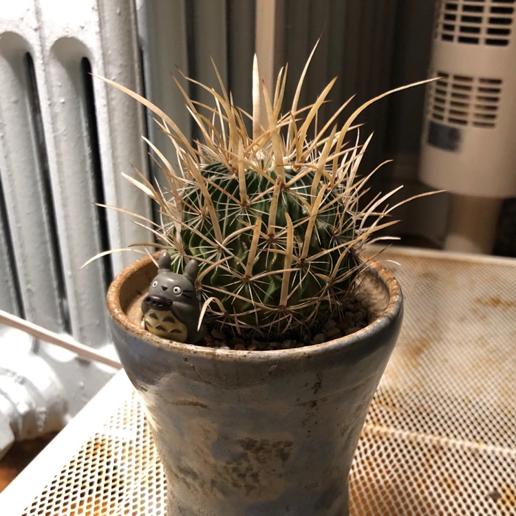 Plant image Stenocactus multicostatus syn. Echinofossulocactus multicostatus