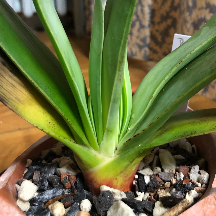 Plant image Aloe Plicatilis