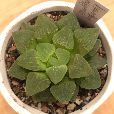 Haworthia Pygmaea var. Pygmaea