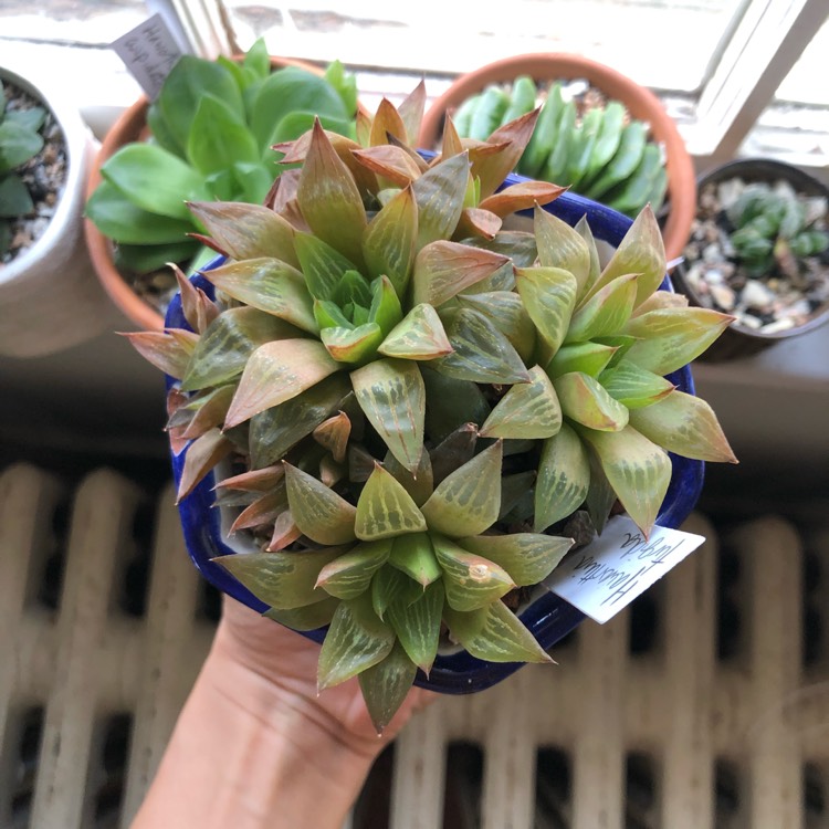 Plant image Haworthia Turgida