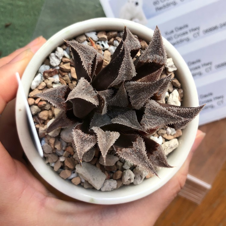 Plant image Haworthia emelyae var. major