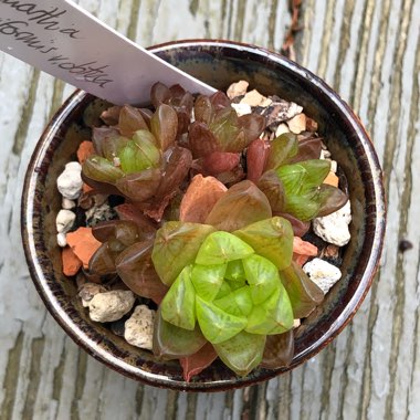 Haworthia cymbiformis var. obtusa