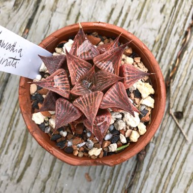 Haworthia magnifica var. Acuminata