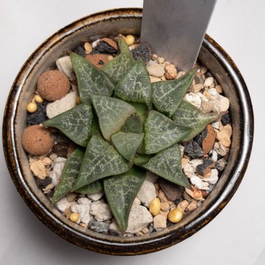 Haworthia emelyae var. comptoniana