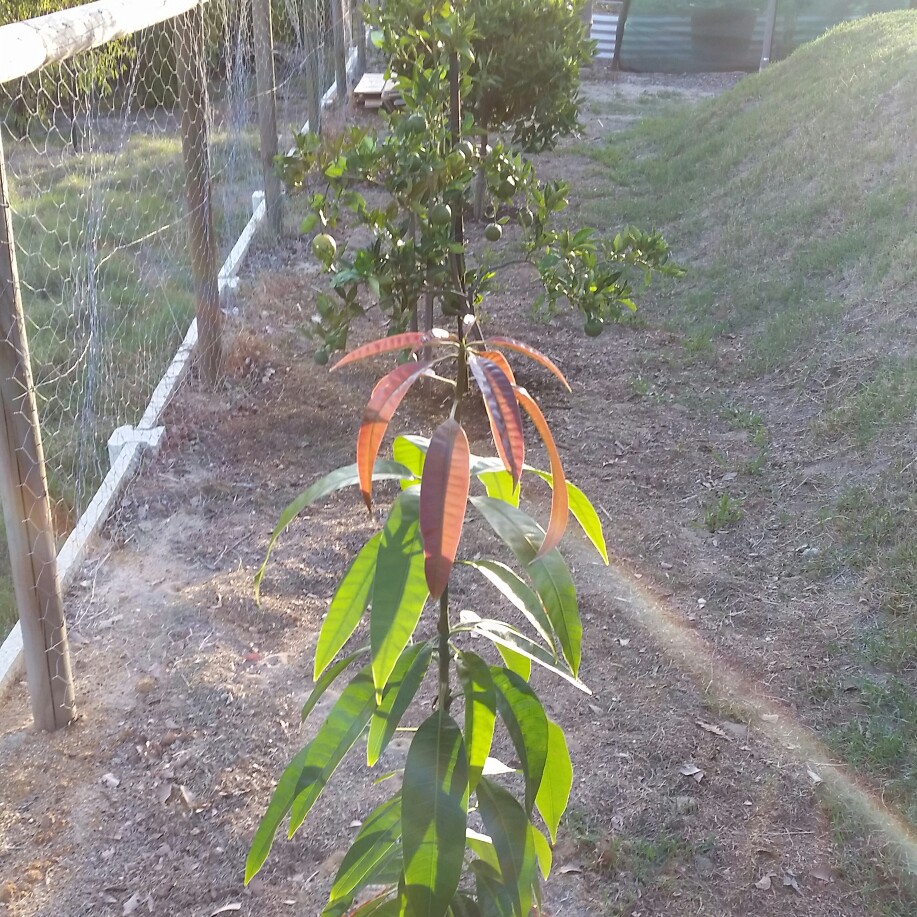 Plant image Mangifera Indica 'Kensington Pride'